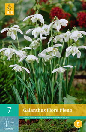 Snežienky - Galanthus nivalis Flore Pleno