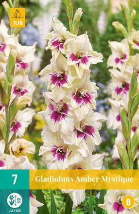 Gladiola veľkokvetá Amber Mystique 