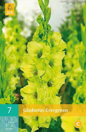 Gladiola veľkokvetá Green Star