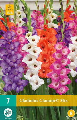 Gladiola - glamini mix     