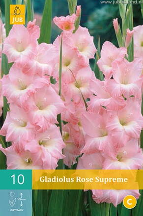 Gladiola veľkokvetá Rose Supreme 