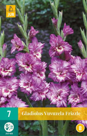 Gladiola veľkokvetá Vuvuzela  
