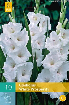 Gladiola veľkokvetá White Prosperity  