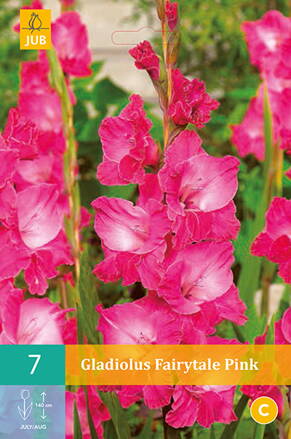 Gladiola veľkokvetá Fairytale  Pink  