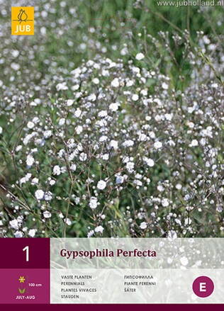 Gypsophila Gypsomilka Perfecta  