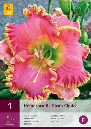 Hemerocallis Ľaliovka Diva´s  Choice  