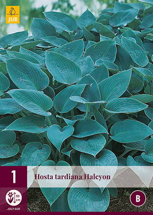 Hosta Funkia  tardiana Halcyon  