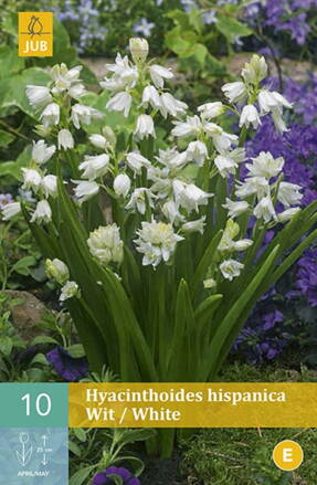 Scila španielska - Hyacinthoides hisp. White
