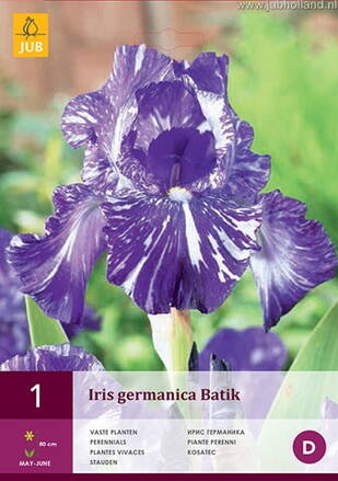 Iris germanica Iris Batik   