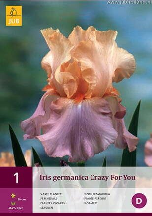 Iris germanica Iris Crazy for You   