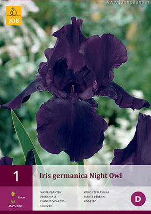 Iris germanica Iris Night Owl   