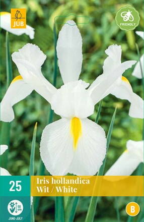 Holandský iris White 