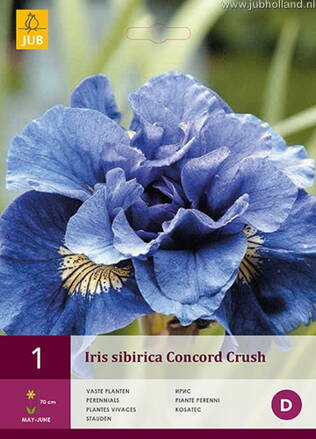 Iris sibirica Concord Crush  