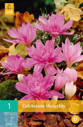 Jesienka Waterlily