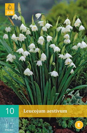 Bleduľa letná - Leucojum aestivum
