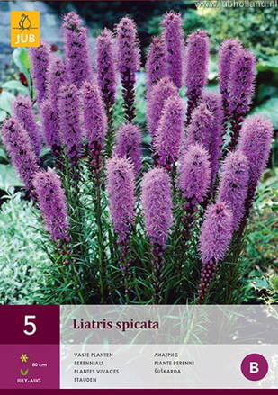 Liatris Liatra Spicata  