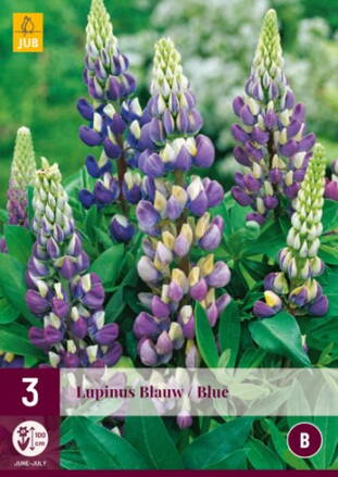 Lupinus Lupina Blue 