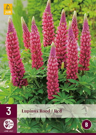 Lupinus Lupina  Red  