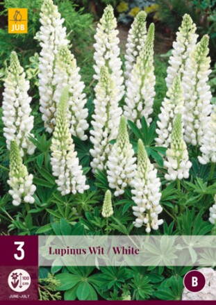 Lupinus Lupina White  