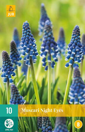 Modrica - Muscari  Night Eyes