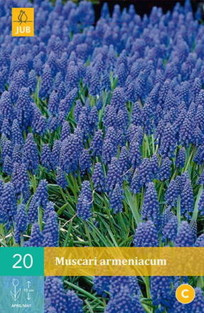 Modrica - Muscari armeniacum
