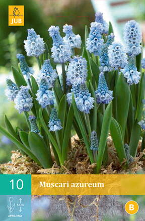 Modrica - Muscari azureum 