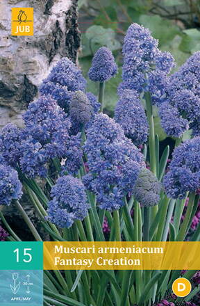 Modrica - Muscari Fantasy Creation