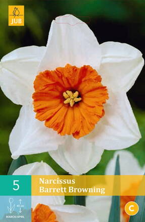 Drobnokvetý narcis - Barrett Browning