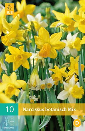 Botanický narcis - Mix