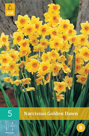 Botanický narcis - Golden Dawn