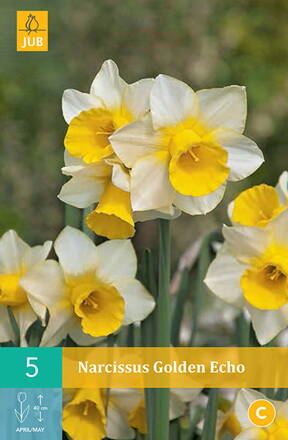 Botanický narcis - Golden Echo