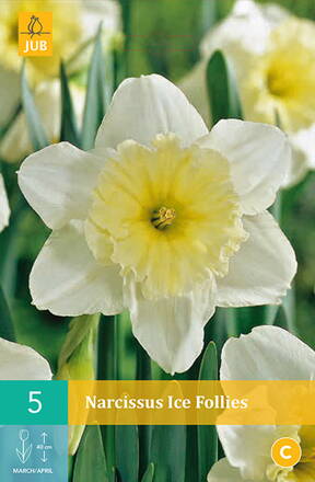 Veľkokvetý narcis - Ice Follies