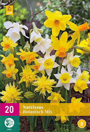 Botanický narcis - Mix