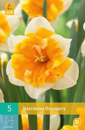 Narcis s pakorunkou - Orangery