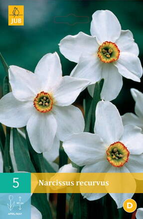 Drobnokvetý narcis - recurvus