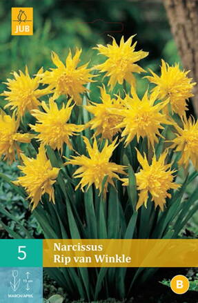 Botanický narcis - Rip van Winkle