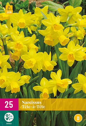 Botanický narcis - Tete-a-Tete