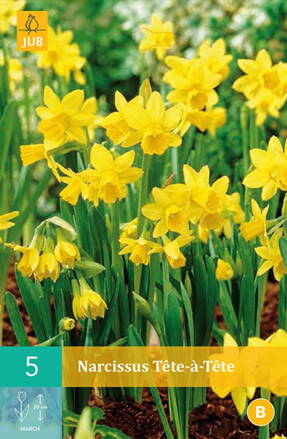 Botanický narcis - Tete-a-Tete