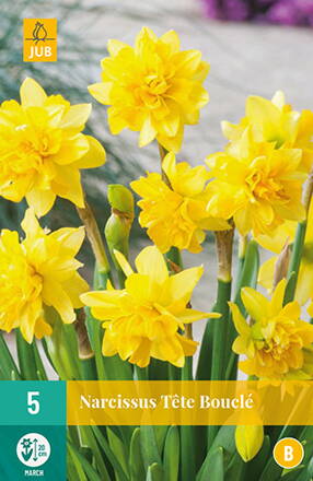 Botanický narcis - Tete Bouclé