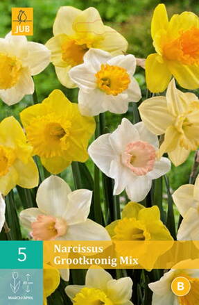 Veľkokvetý narcis - Mix 