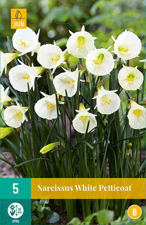 Botanický narcis - White Petticoat    