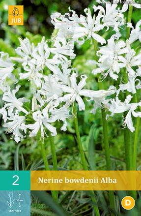 Nerine Nerina biela