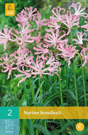 Nerine Bowdenii Nerina ružová 