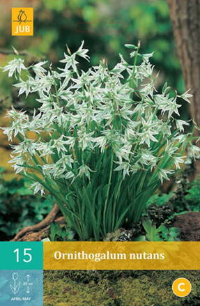 Bledavka - Ornithogalum nutans