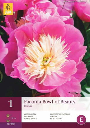 Paeonia lactiflora Pivonka Bowl of Beauty  dostupná od 30.10.2023