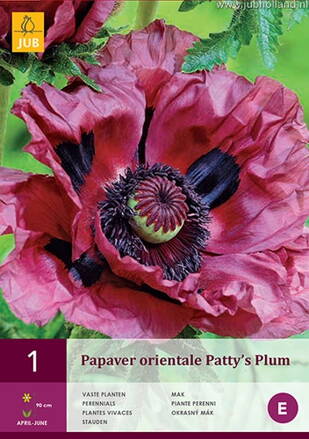 Mak okrasný Patty´s  Plum   