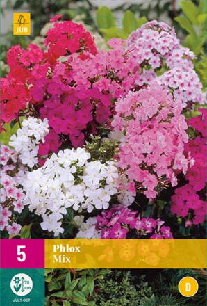 Phlox paniculata  mix farieb 