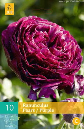 Ranunculus Iskerník purpurový                             