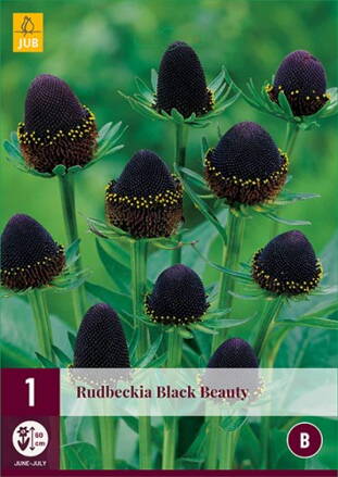 Rudbekia Black Beauty  