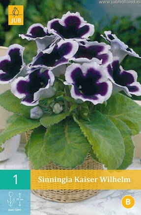 Gloxinia Kaiser Wilhelm 